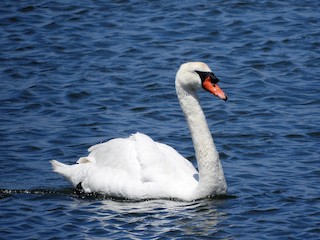Mute Swan, ML101159441