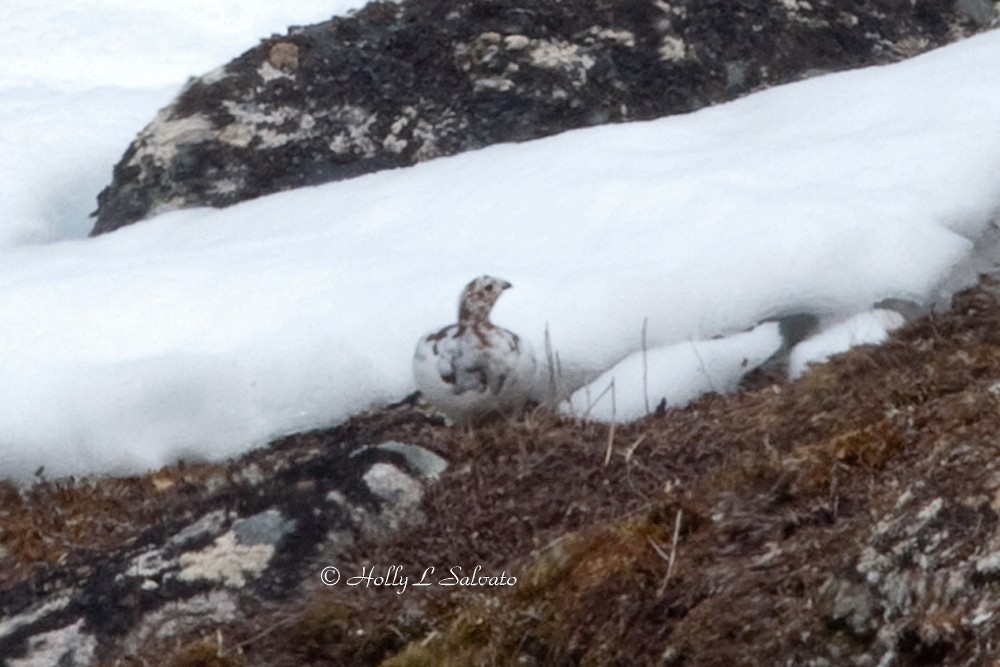 Willow Ptarmigan - Mark and Holly Salvato
