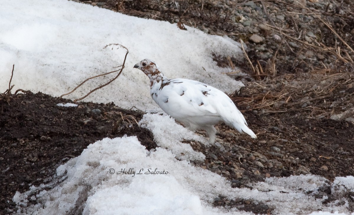 Willow Ptarmigan - Mark and Holly Salvato