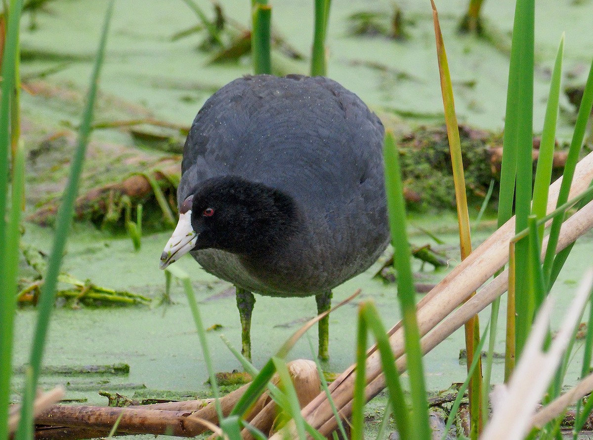American Coot - Mike Bailey