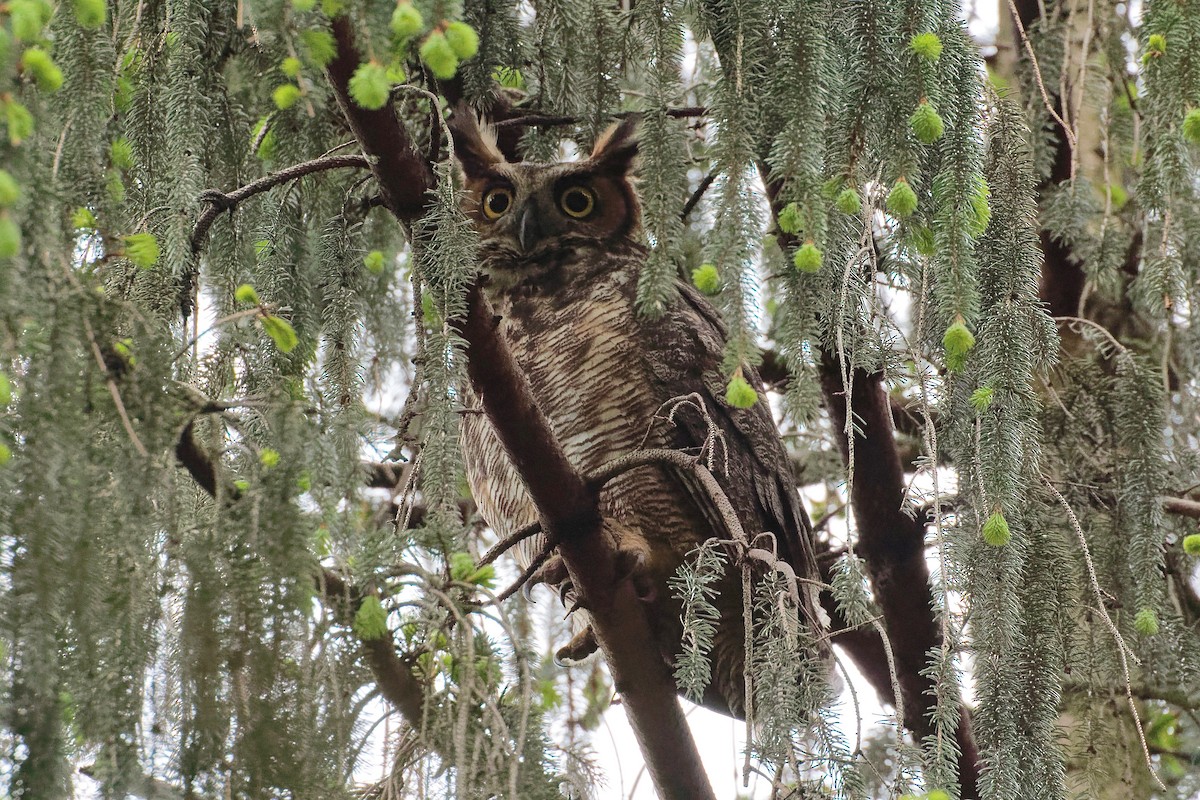 Great Horned Owl - James Sawusch