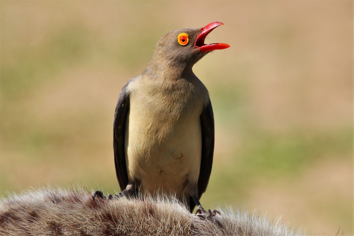Red-billed Oxpecker - ML101161051