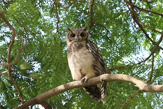  - Grayish Eagle-Owl