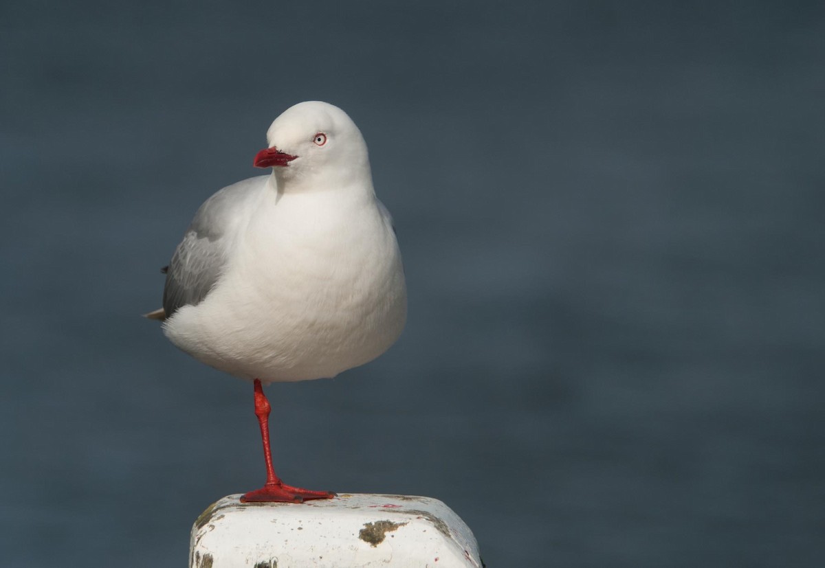 Silver Gull (Red-billed) - Santiago Imberti