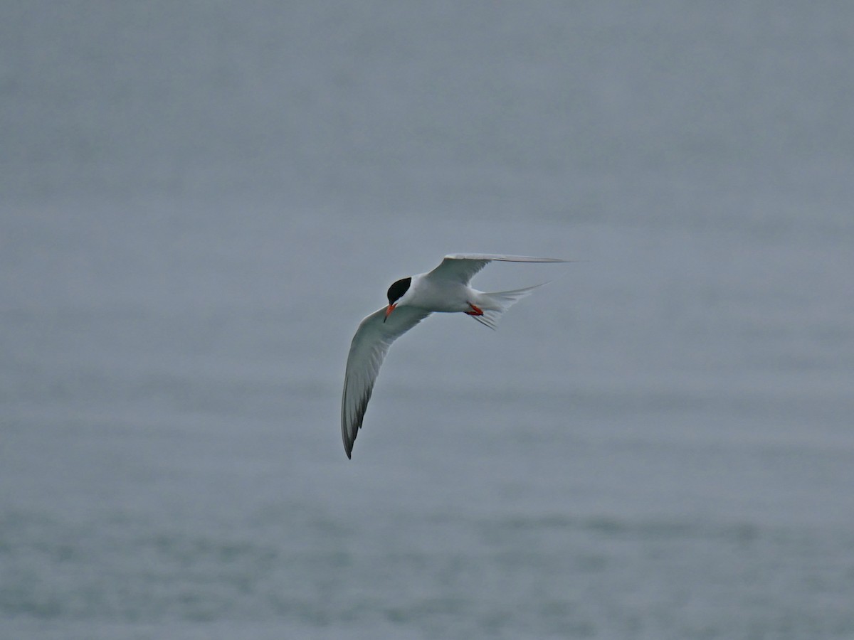 Common Tern - Rob Edsall