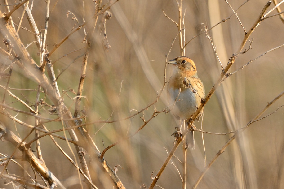 Nelson's Sparrow - Miguel Aguilar @birdnomad