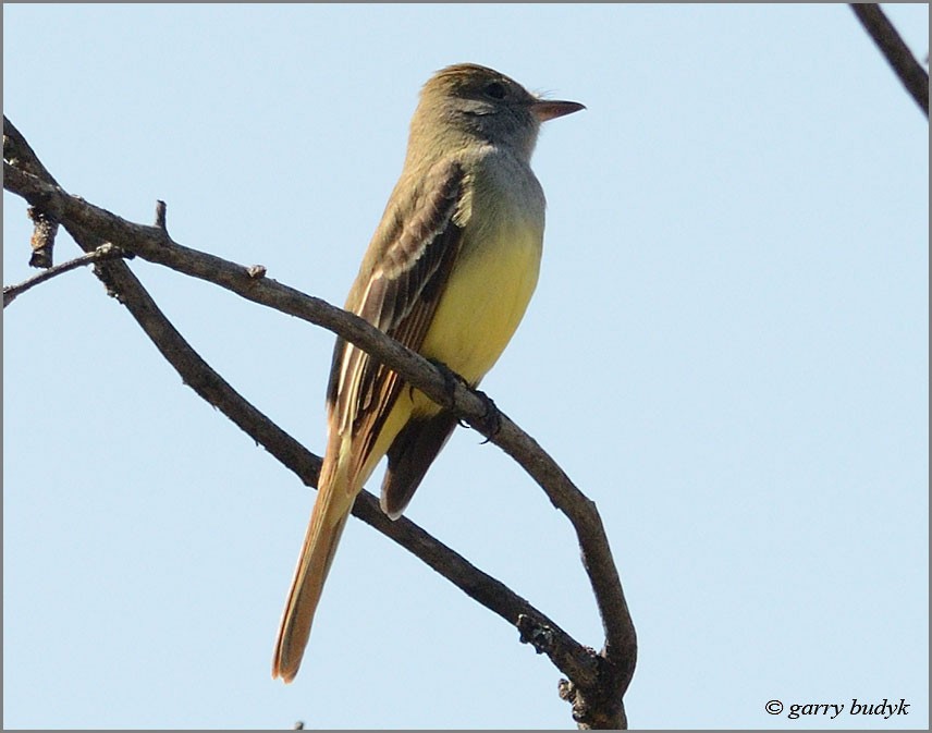 Great Crested Flycatcher - ML101171041
