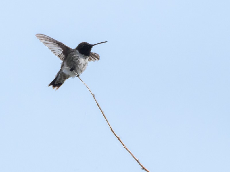 Black-chinned Hummingbird - ML Rosenblum