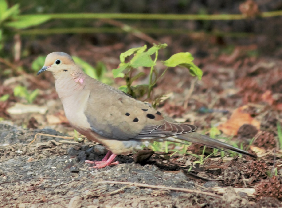 Mourning Dove - Eric Spink