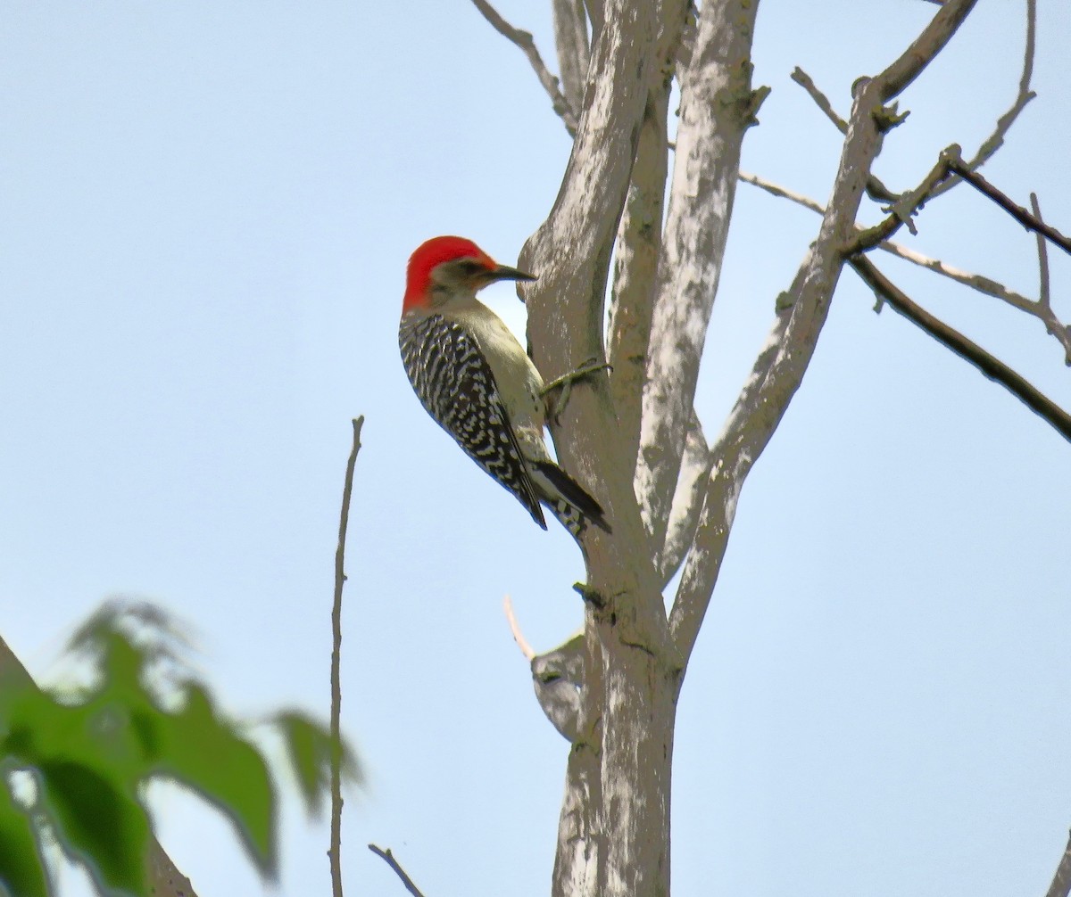 Red-bellied Woodpecker - ML101180621