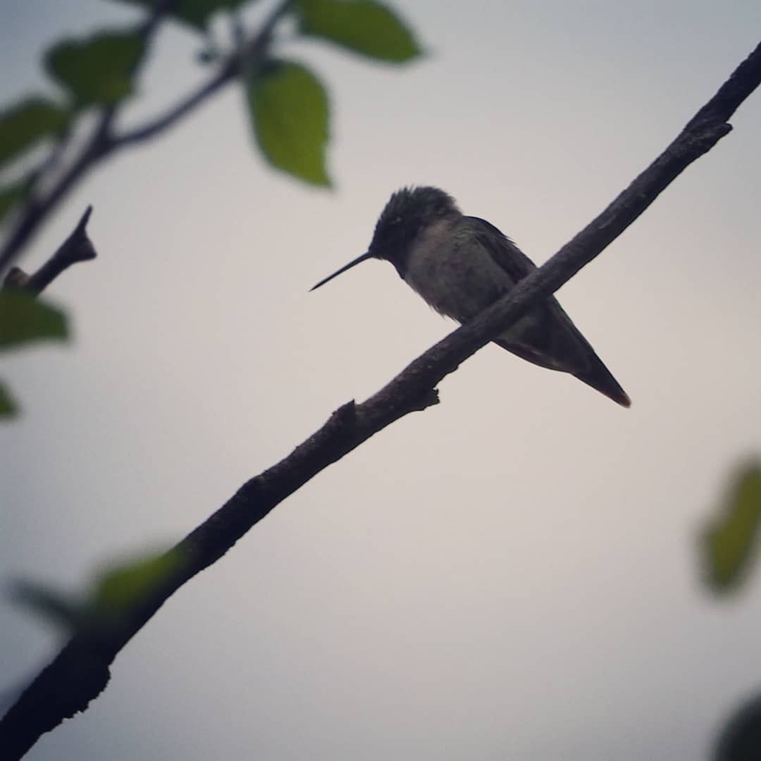 Ruby-throated Hummingbird - Danny Korves