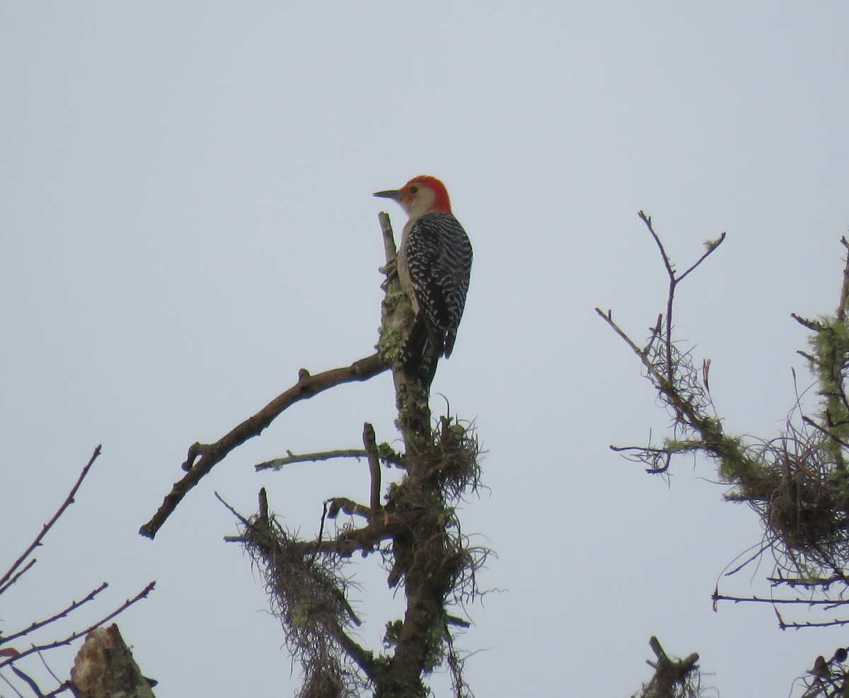 Red-bellied Woodpecker - Sally Erickson