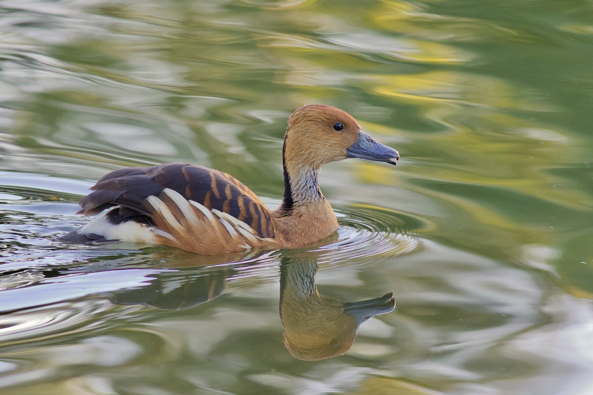 Fulvous Whistling-Duck - ML101190641