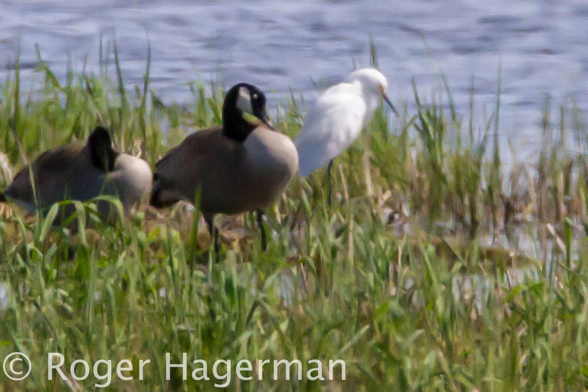 Snowy Egret - Roger Hagerman
