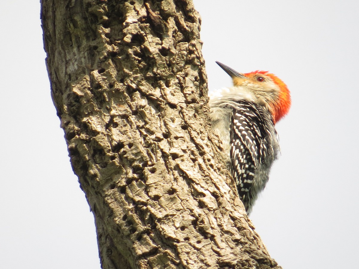 Red-bellied Woodpecker - ML101199751