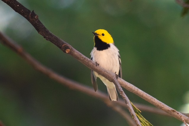 Hermit Warbler