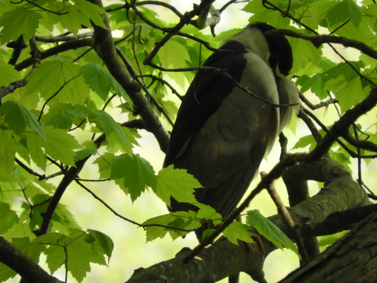 Black-crowned Night Heron - Paul Hillman