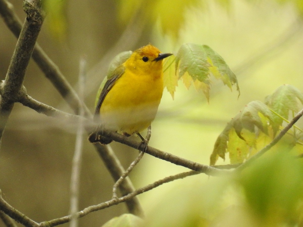 Prothonotary Warbler - Alec Napier