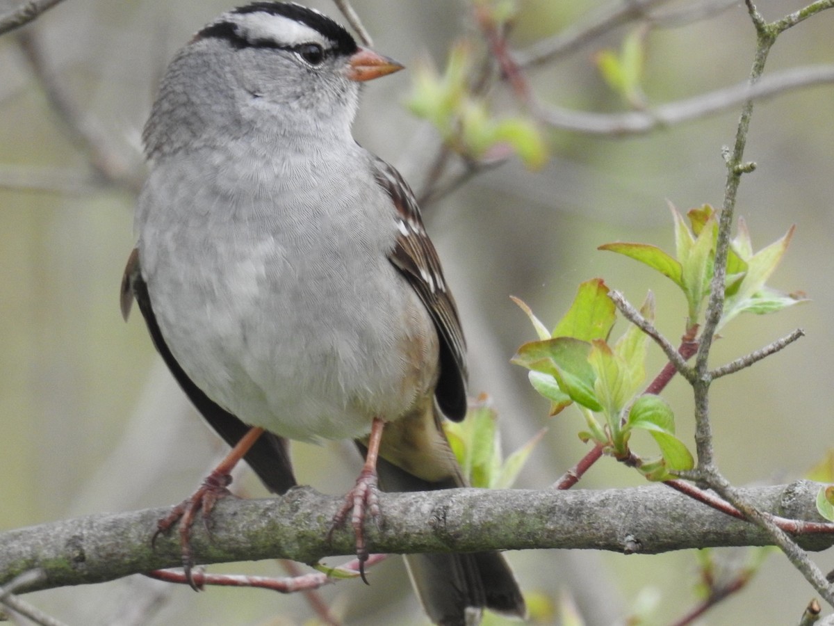 White-crowned Sparrow - Alec Napier