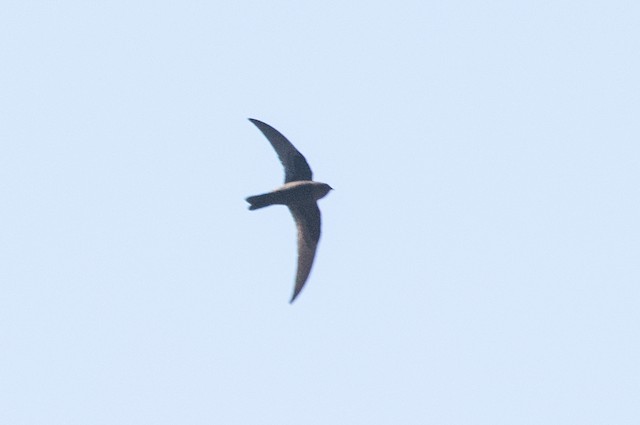 Black Swift