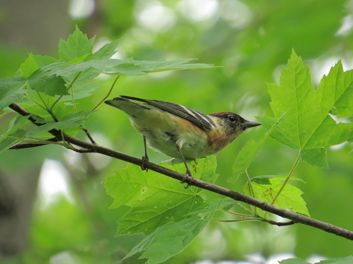 Bay-breasted Warbler - ML101203251