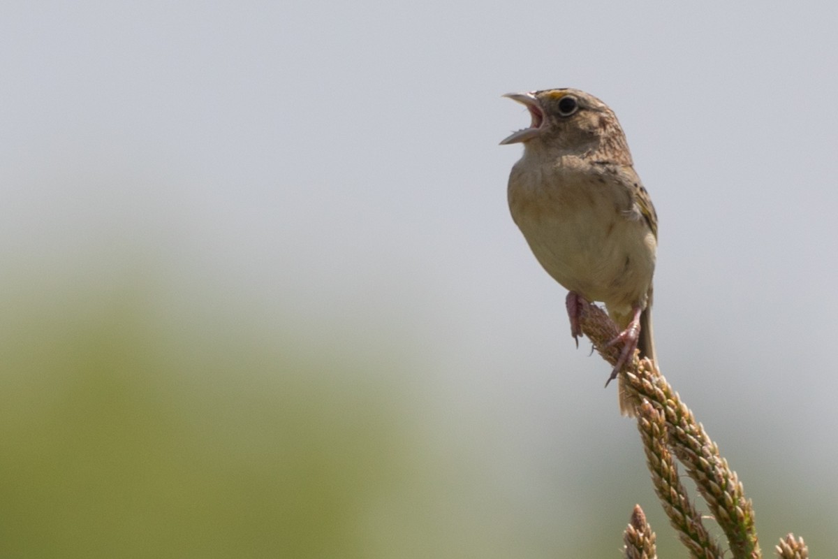 Grasshopper Sparrow - David Mozzoni