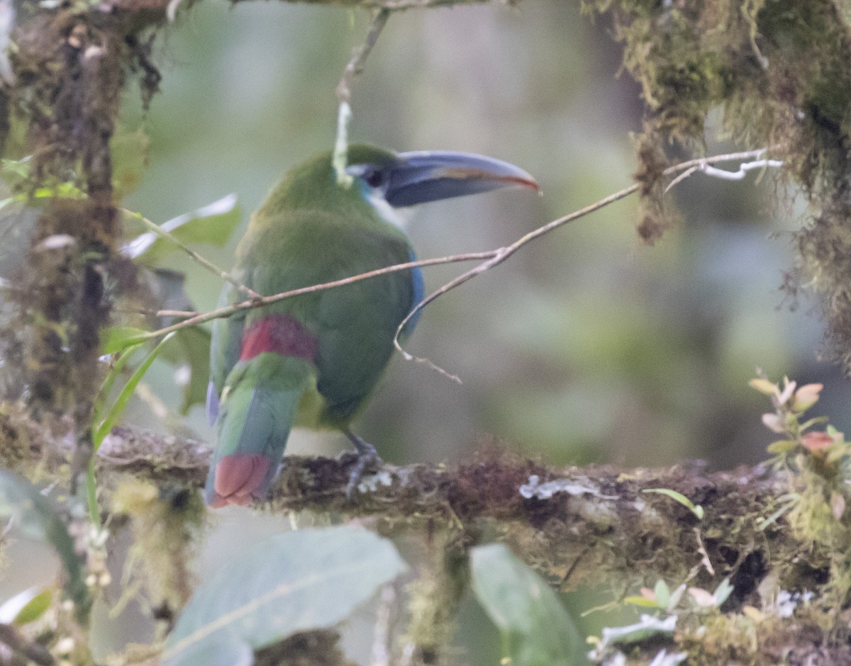 Blue-banded Toucanet - Mouser Williams