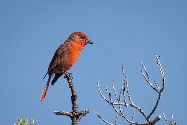 Hepatic Tanager