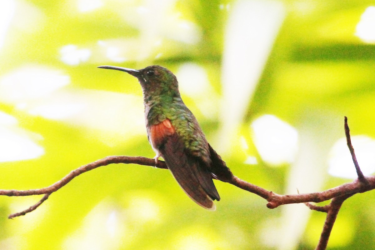 Stripe-tailed Hummingbird - ML101209841