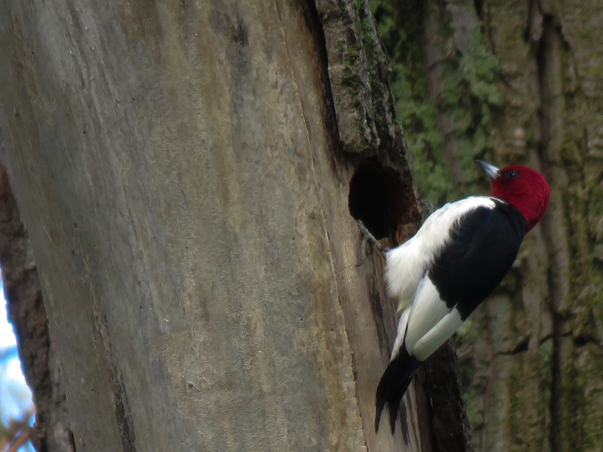 Red-headed Woodpecker - ML101212321