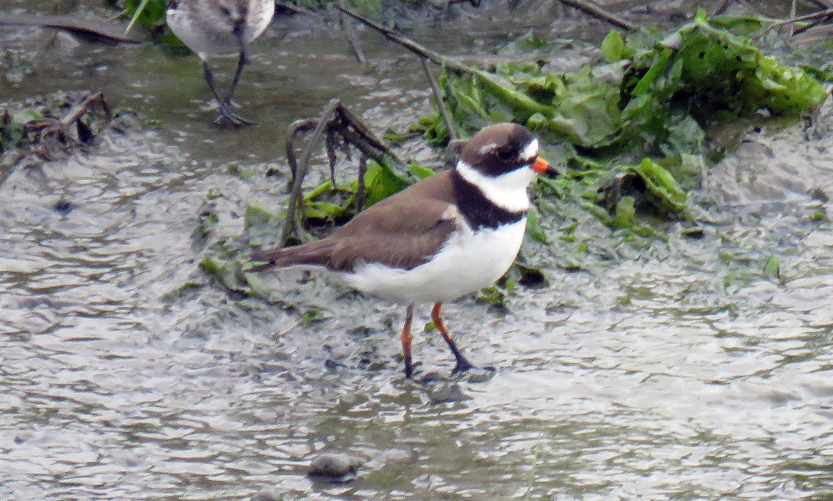 Semipalmated Plover - Toby Hardwick