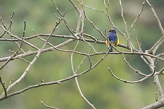 Thick-billed Euphonia (Black-tailed) - Tim Lenz