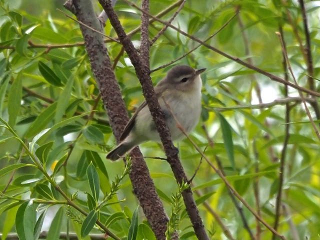 Warbling Vireo - Vern Tunnell