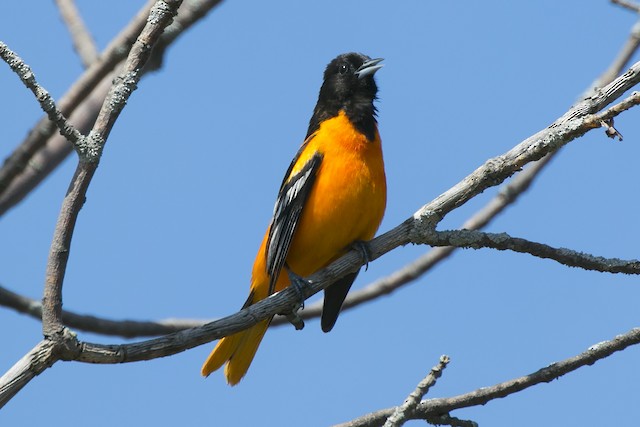 Michigan's Baltimore Oriole is a subspecies of Northern Oriole