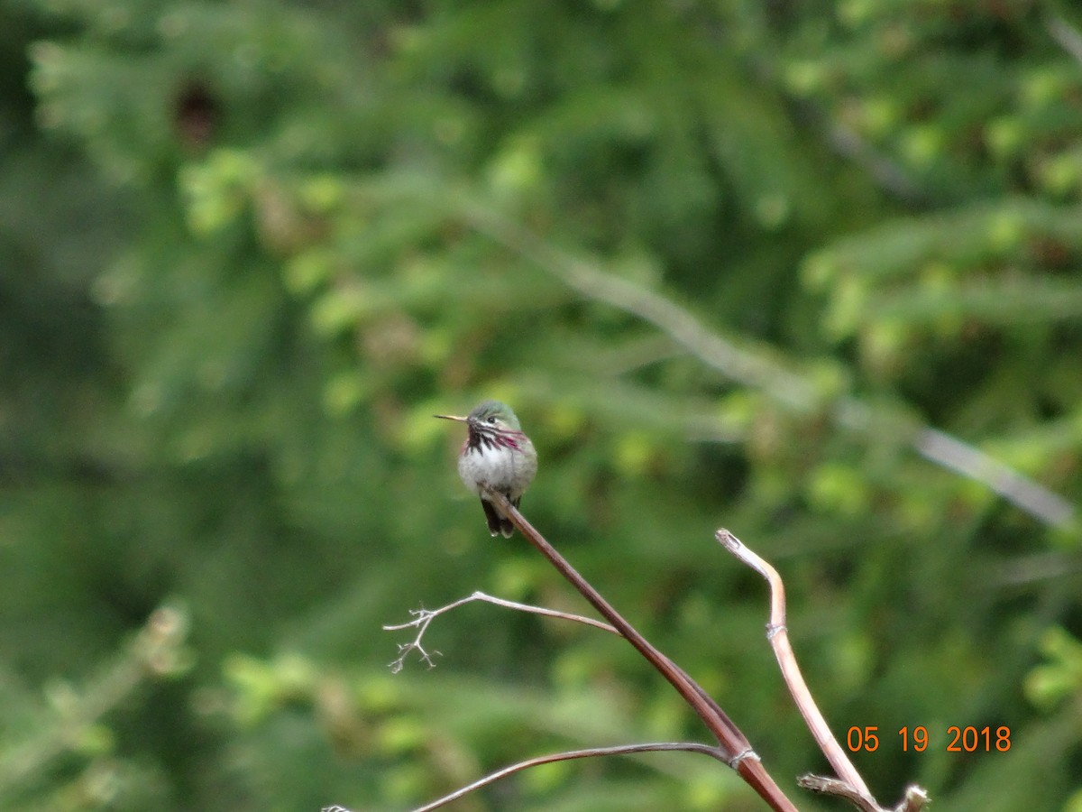 Calliope Hummingbird - ML101232421