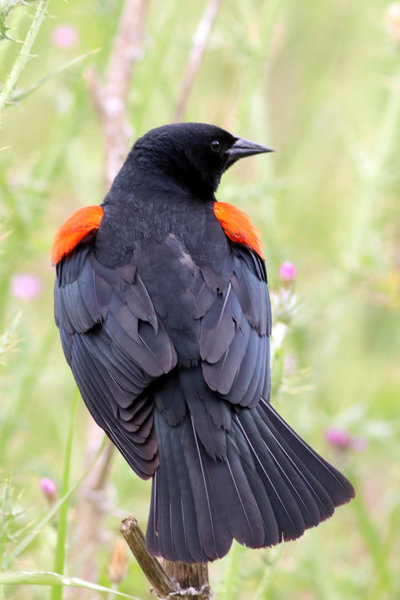 Red-winged Blackbird - ML101234781