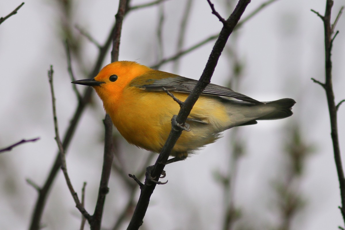 Prothonotary Warbler - ML101235421