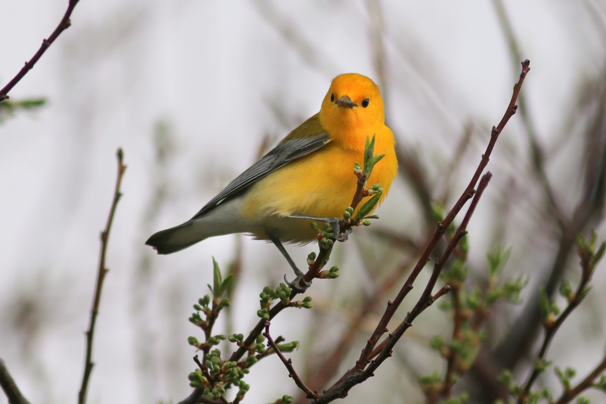 Prothonotary Warbler - ML101235451
