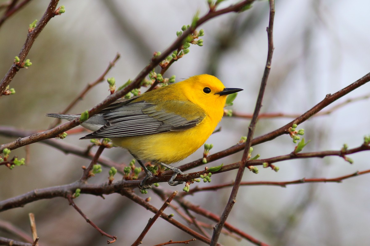 Prothonotary Warbler - ML101235461