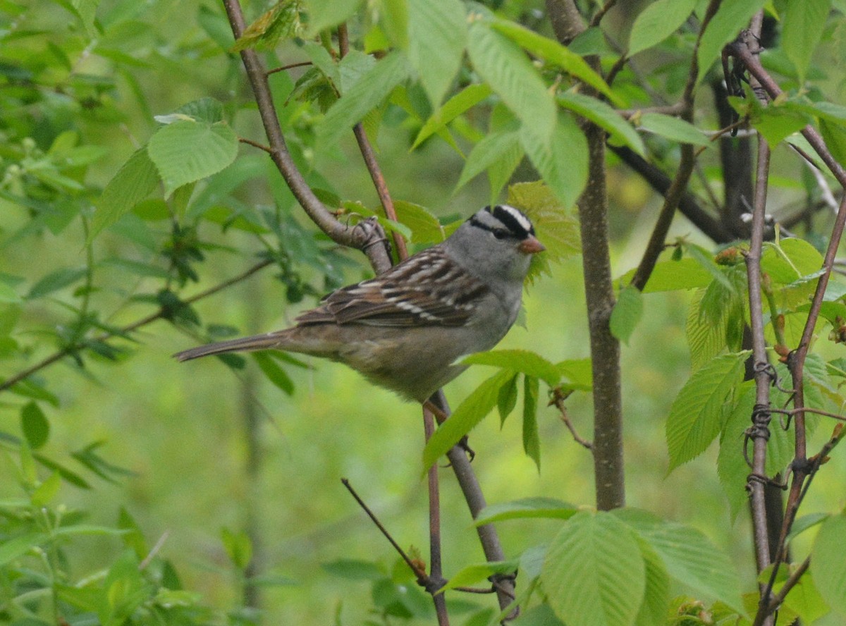 White-crowned Sparrow - Craig Provost