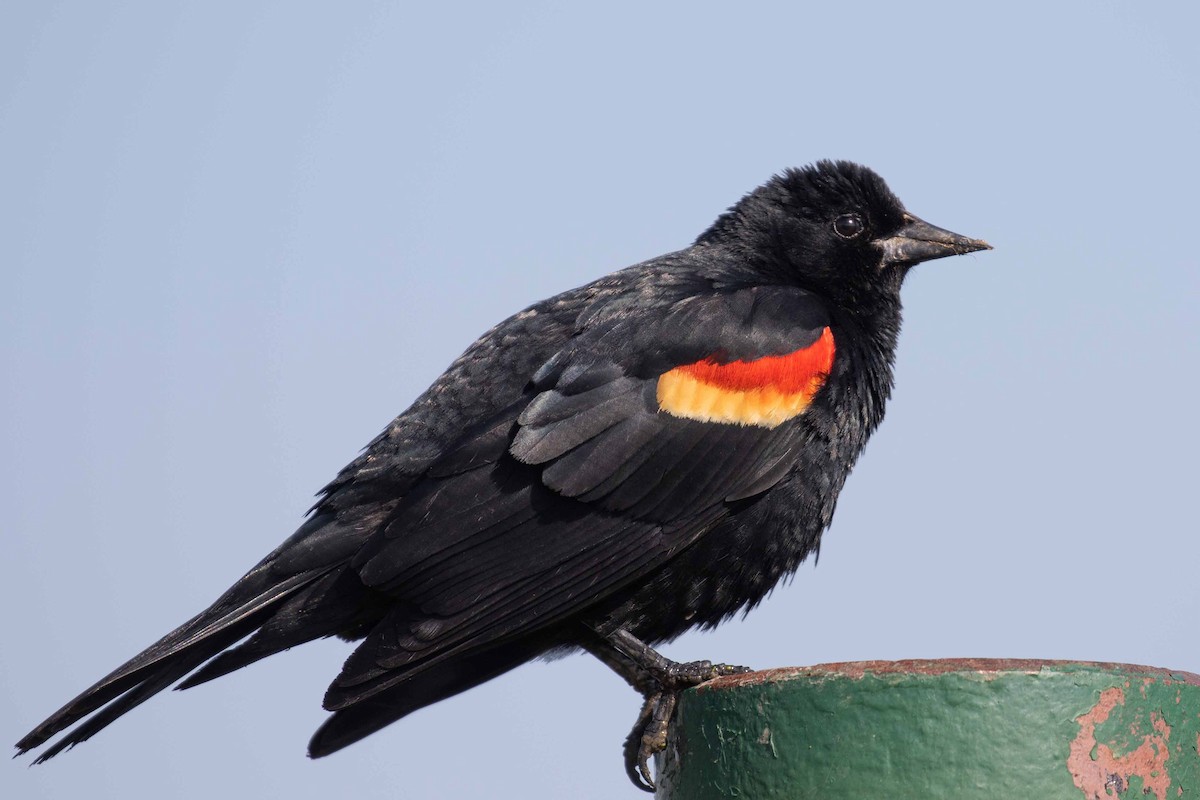Red-winged Blackbird - Chuck Coxe