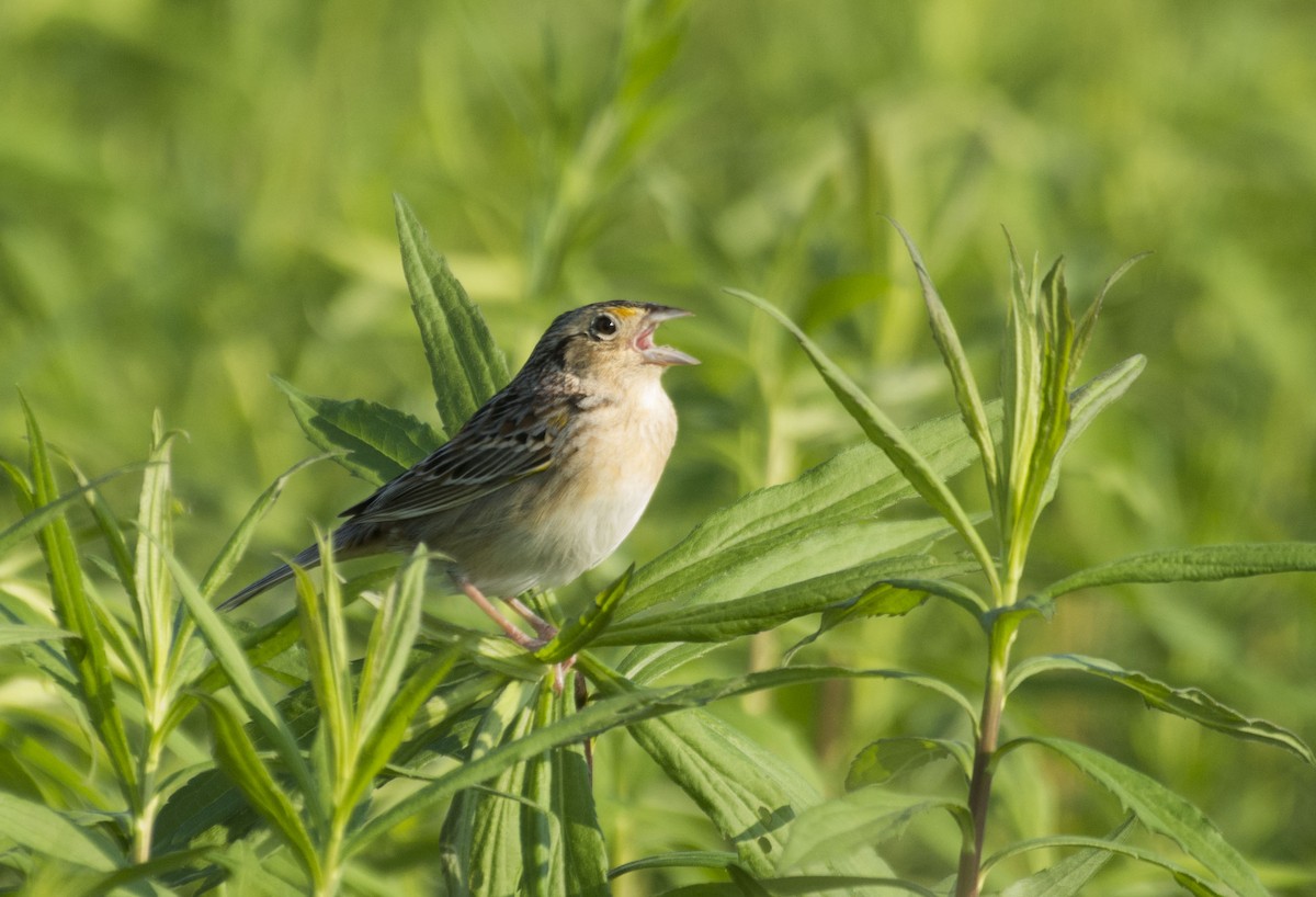 Grasshopper Sparrow - ML101242521