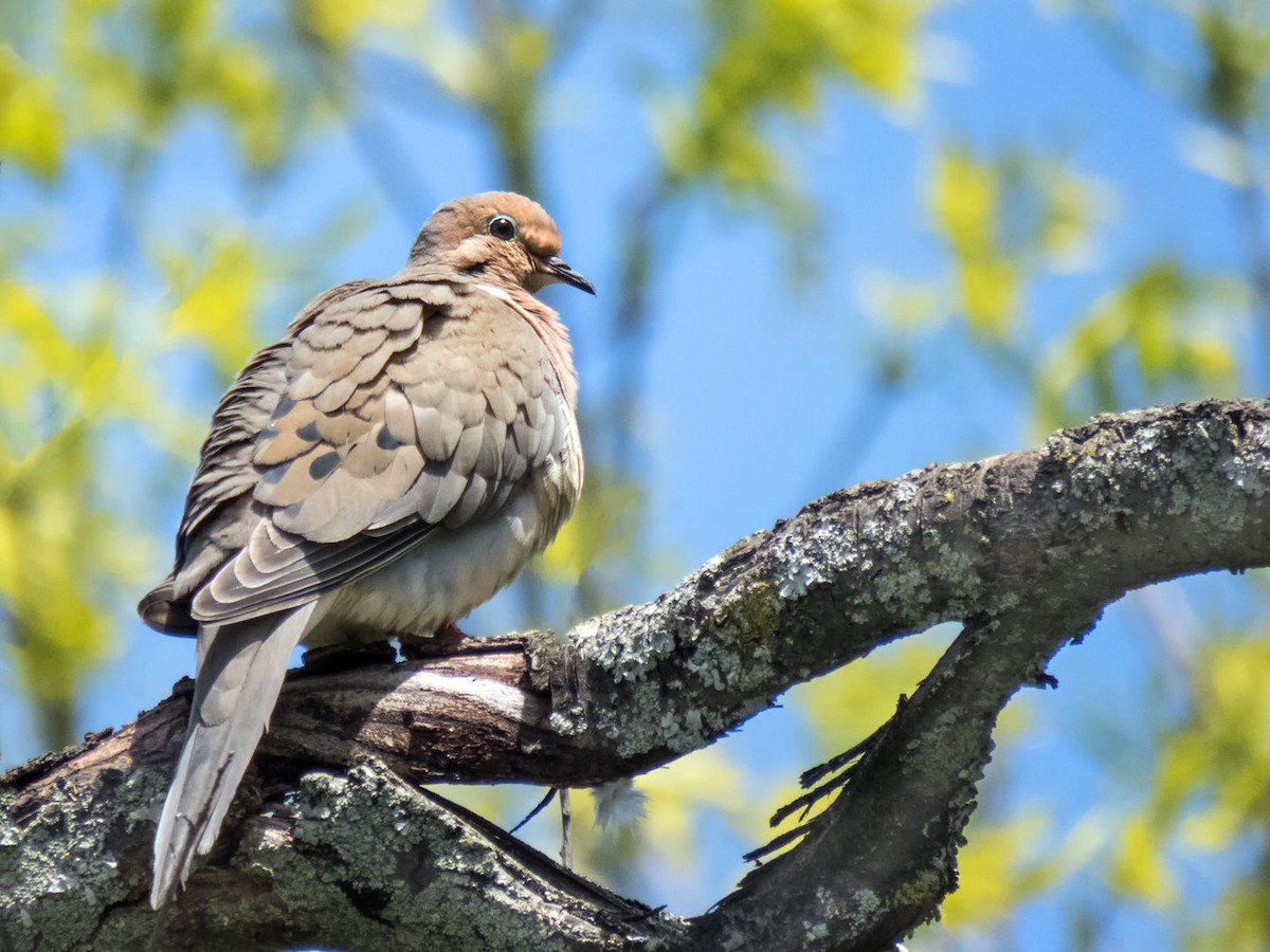 Mourning Dove - Danielle  A