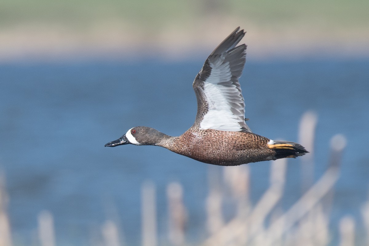 Blue-winged Teal - ML101245201