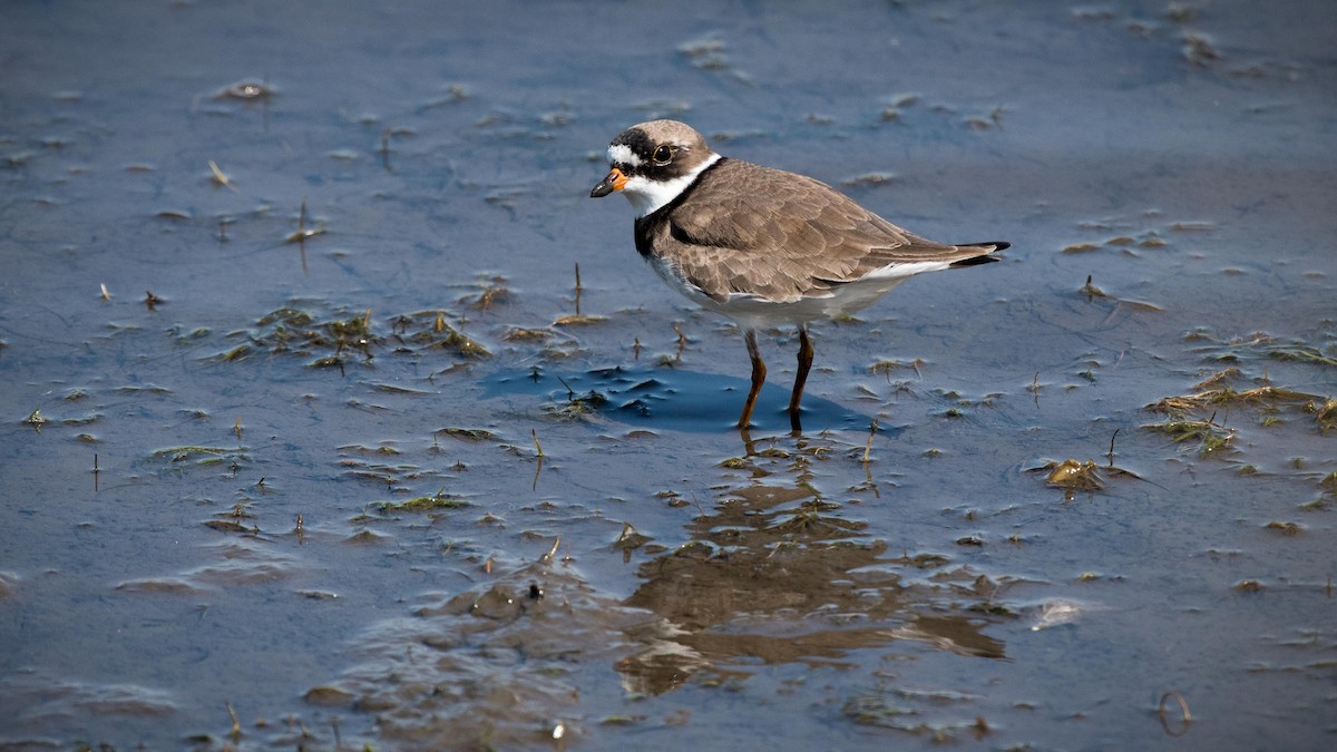 Semipalmated Plover - Charlie Shields