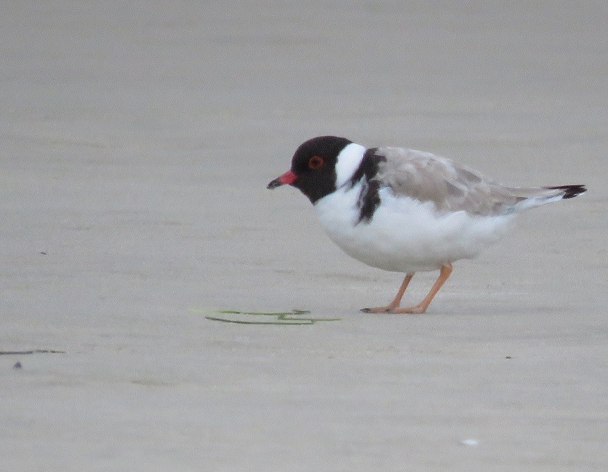 Hooded Plover - Troy Corman