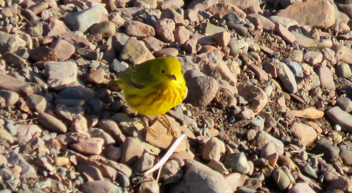 Yellow Warbler - John Zakelj