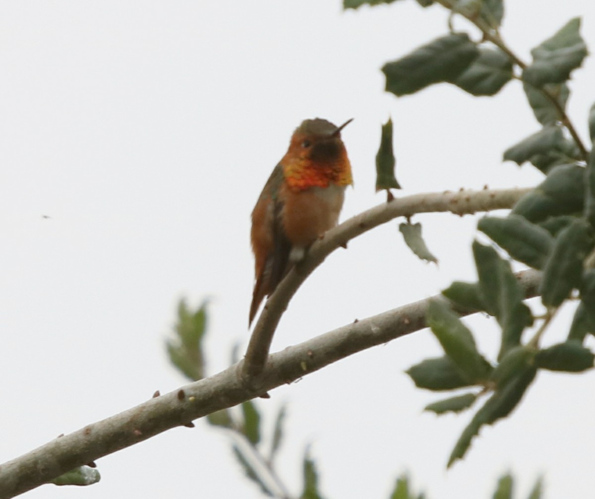 Allen's Hummingbird - Joy Brooks
