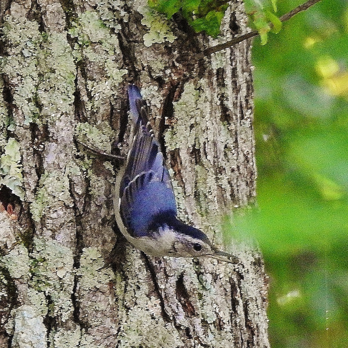 White-breasted Nuthatch - Ron Kittinger
