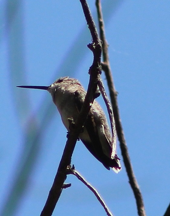 Broad-tailed Hummingbird - alison rodgers